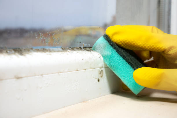 Best Mold Cleaning Services  in Las Palmas Ii, TX