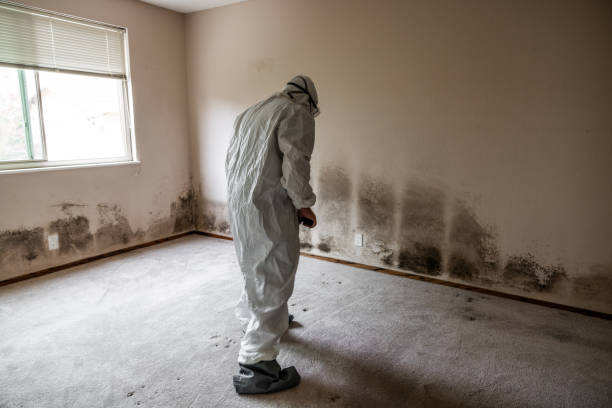 Best Toxic Mold Removal  in Las Palmas Ii, TX