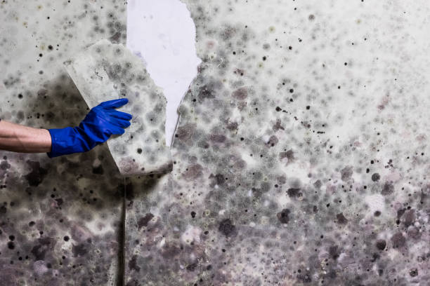 Mold Removal and Inspection in Las Palmas Ii, TX