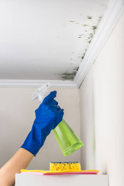 Las Palmas Ii, TX Mold Removal Company